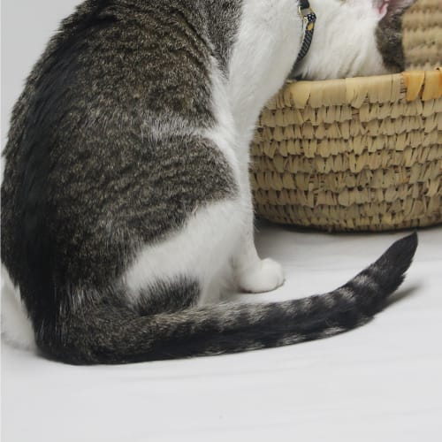 Wonderful Wilbur wishing for his forever home