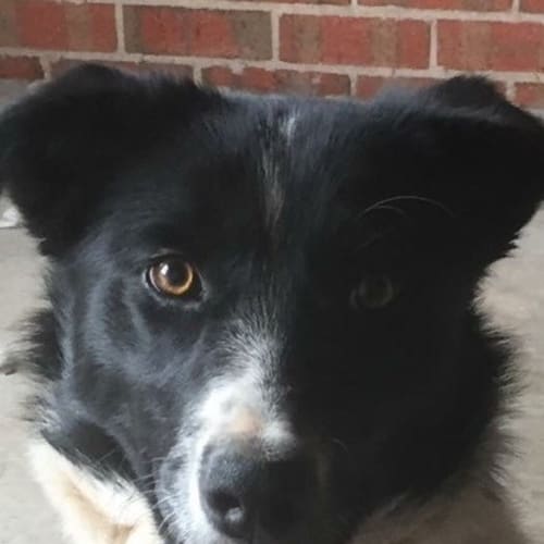 Molly