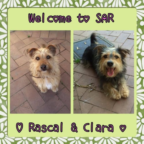 Rascal and Clara