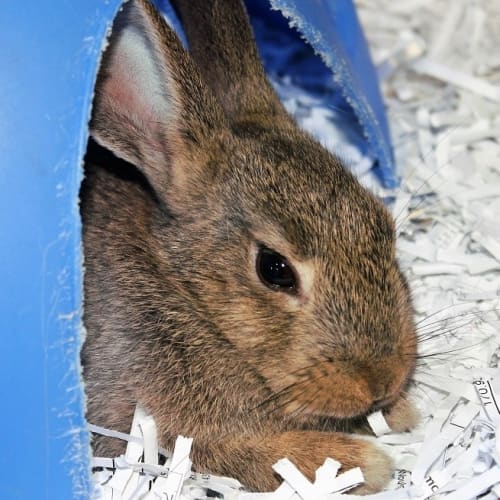 X Breed Female Bunnies @ Sqauwks Pet Store