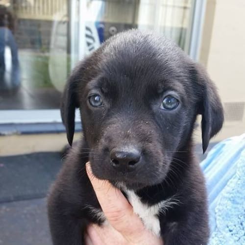 Molly (Layla)