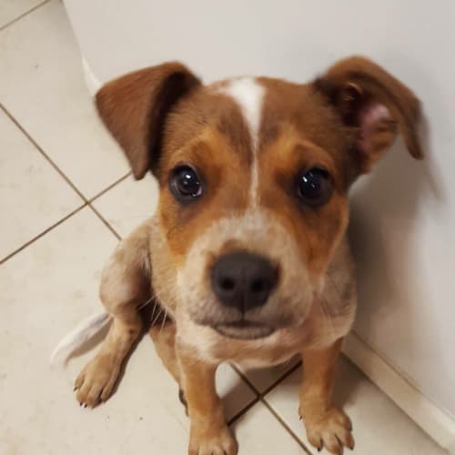 Cobain (Dog/Child Friendly)