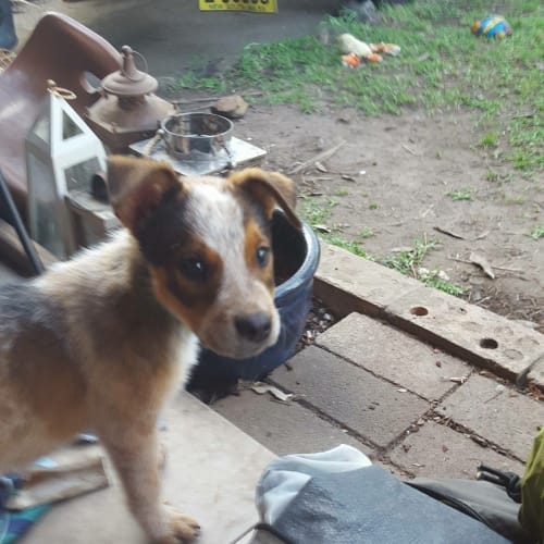 Pilot (Dog/Child Friendly)