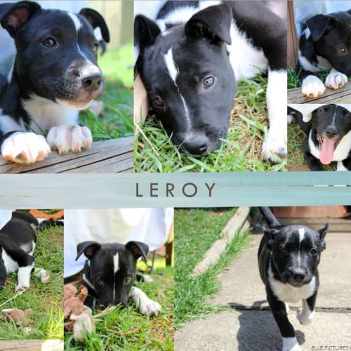 Leroy