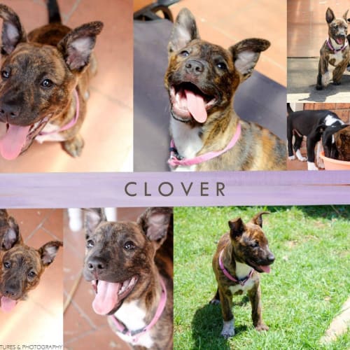 Clover 