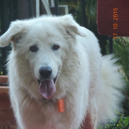 Merri - Adoption Pending