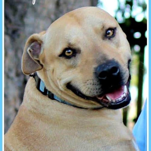 Benny ~ American Staffy (on trial 27/02/16)