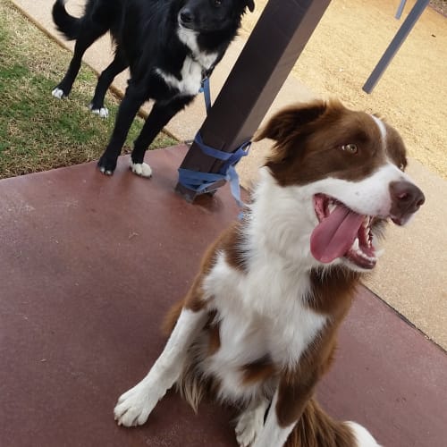 Abbey *Adoption Pending *