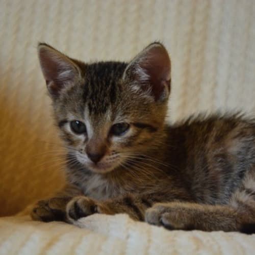 Mimi (Bed43068) *Adopted*