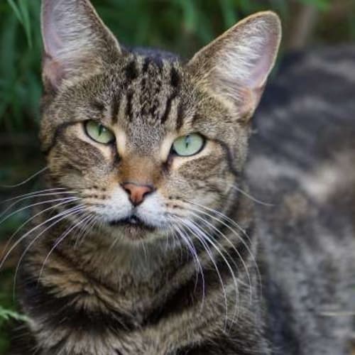 Milo