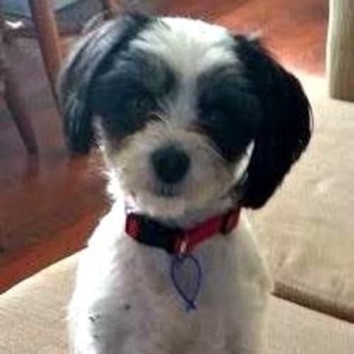 Natasha ~ Shih Tzu X (27/10/15 trial)