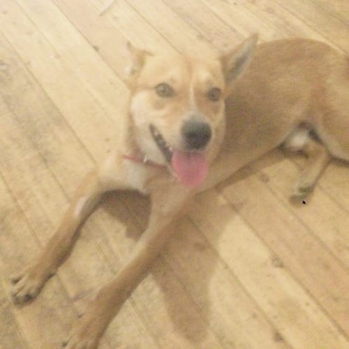 Slick (Child/Dog Friendly)