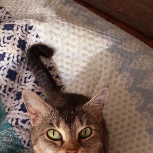 Fern *Adoption Pending* $50 this month only! *