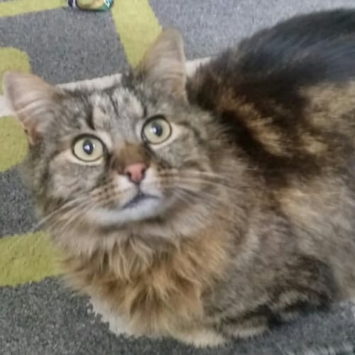 Esme(now Pudding)