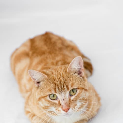 Kaiser & Chief (4335 & 4336)