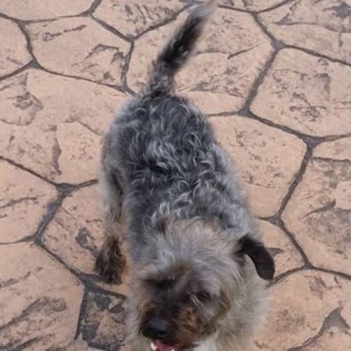 Harry (Dog/Child Friendly)