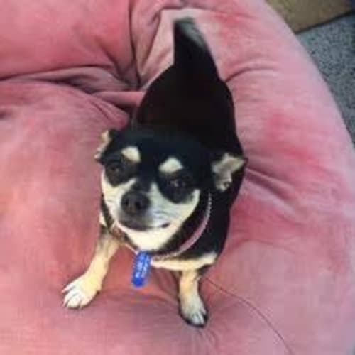 Pearl ~ Chihuahua (trial 9/11/15)