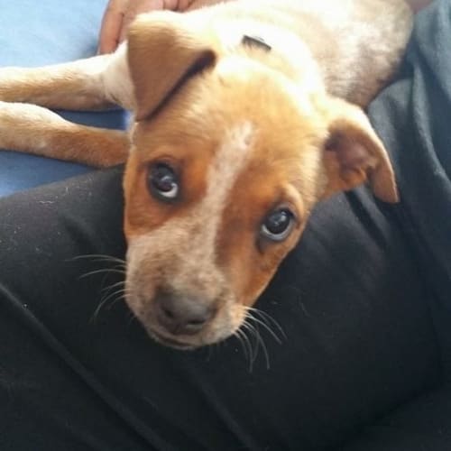 Blossom (Dog/Child Friendly)