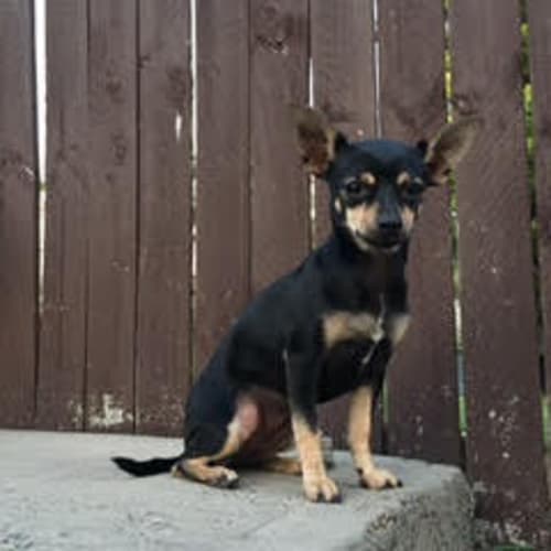 Rubie ~ Chihuahua (on trial 1/11/15)