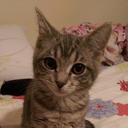Kiara - adoption pending