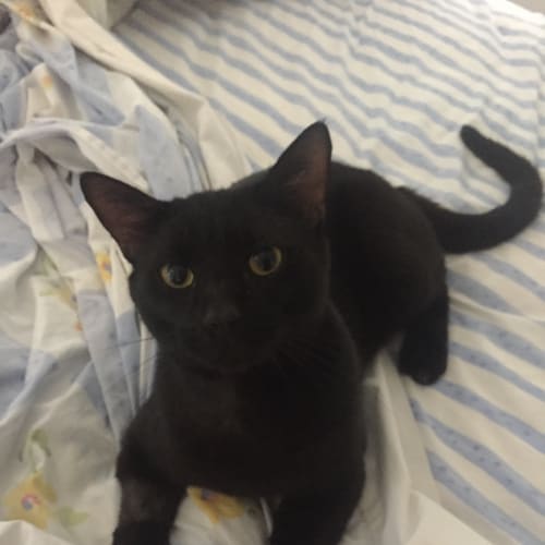 Mister T. * Adoption Pending *