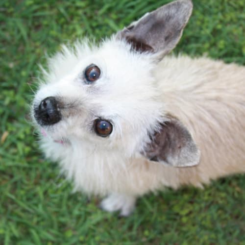 Bettsie (Adoption Pending)