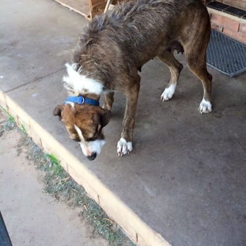 Gypsy - adoption pending