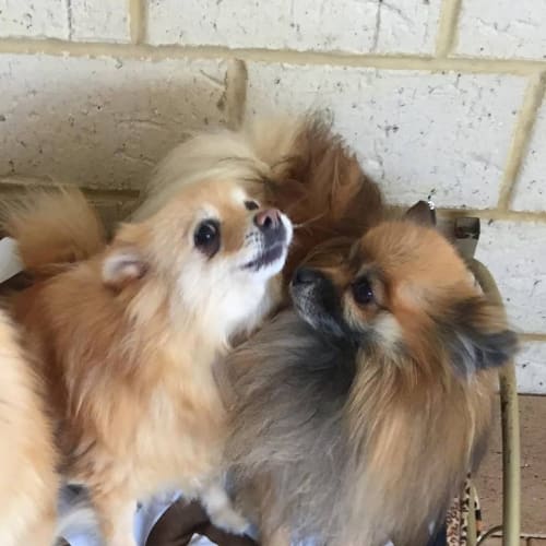 Lucky & Lajka