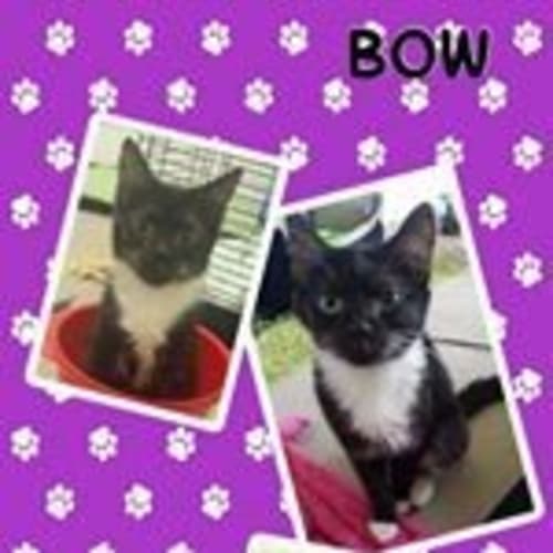 Bow 