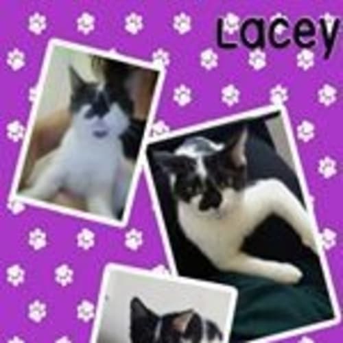 Lacey