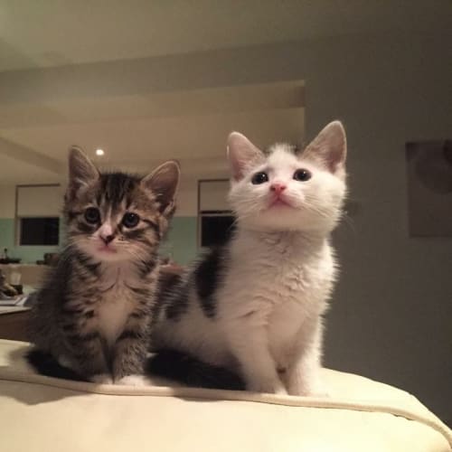 Milly (Cat/Child/Dog Friendly)