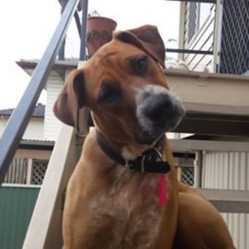 Cecelia *Adoption Pending*
