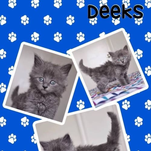 Deeks