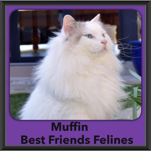 Muffin 