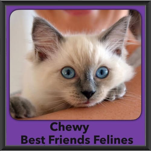 Chewy
