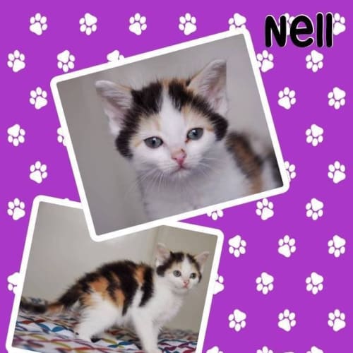 Nell 