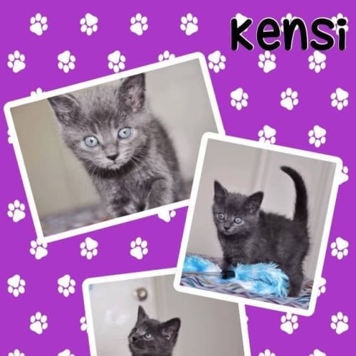 Kensi 