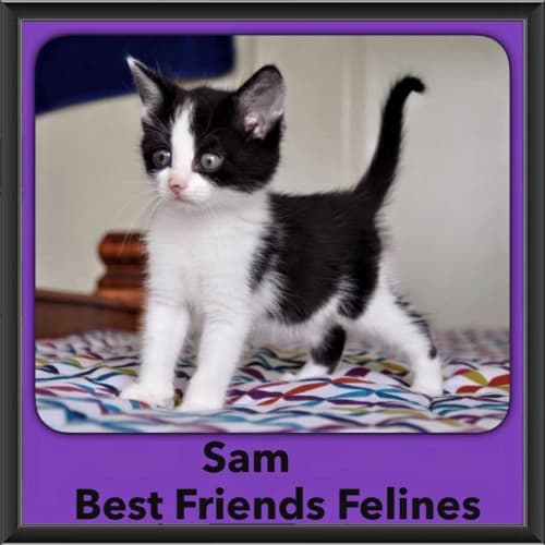 Sam 