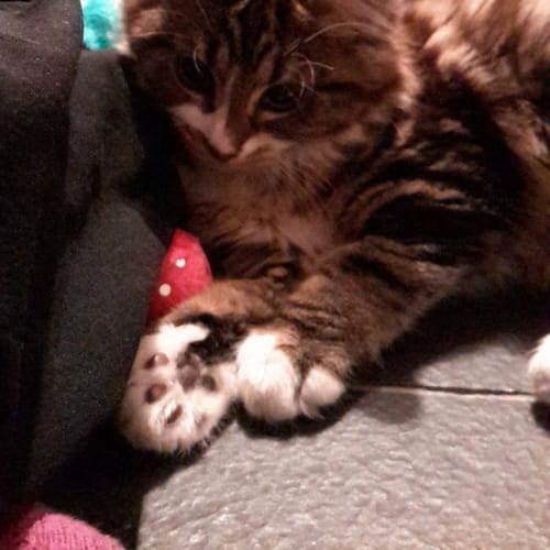 Bessie - has a meet and greet