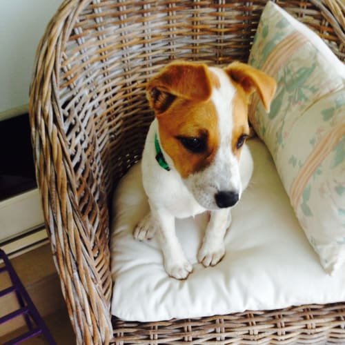 No photo for Missy A Gorgeous Puppy Jack Russell Mix 