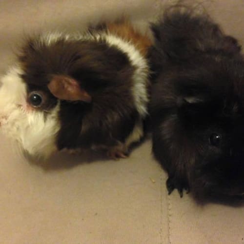 Poppy and Astra