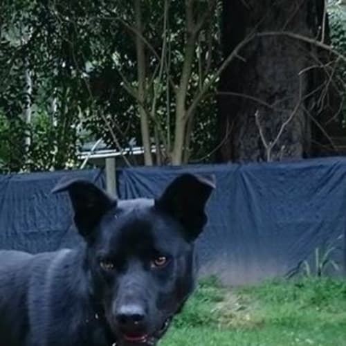 Astro