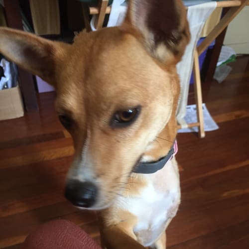 Squirrel   Adoption Pending 