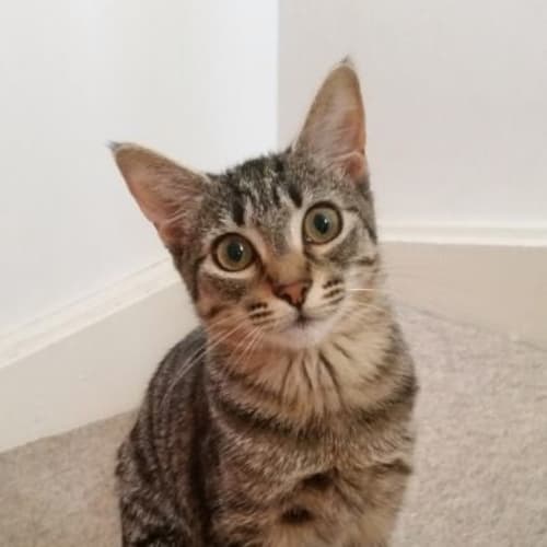 Lily (The Pet House, Erina Fair)