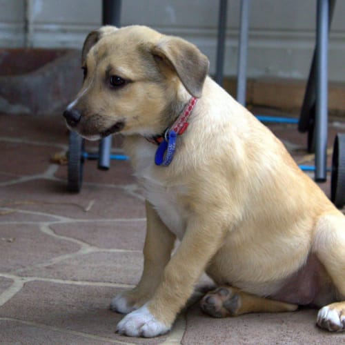 Autumn, Wynter & Ice~GS x Lab Pups (trial 6/11/15)