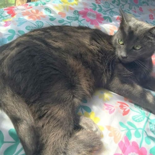 "Isabella" Purrfect Match 