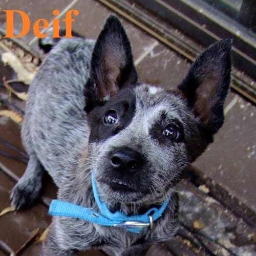 Deif