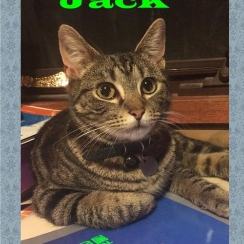Jack