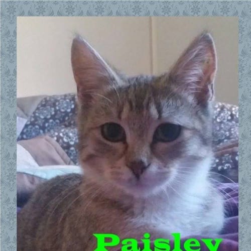 Paisley