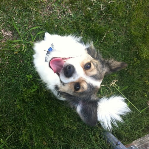 Gizmo